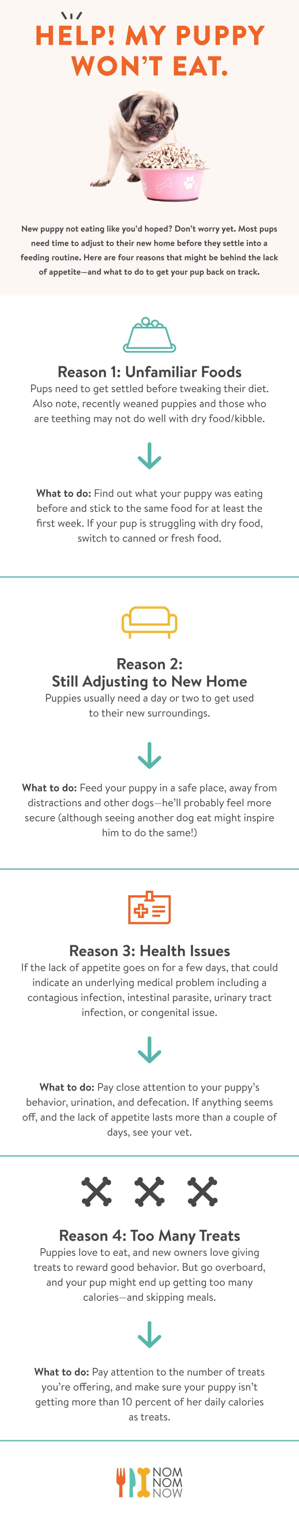 what to do if puppy is not eating