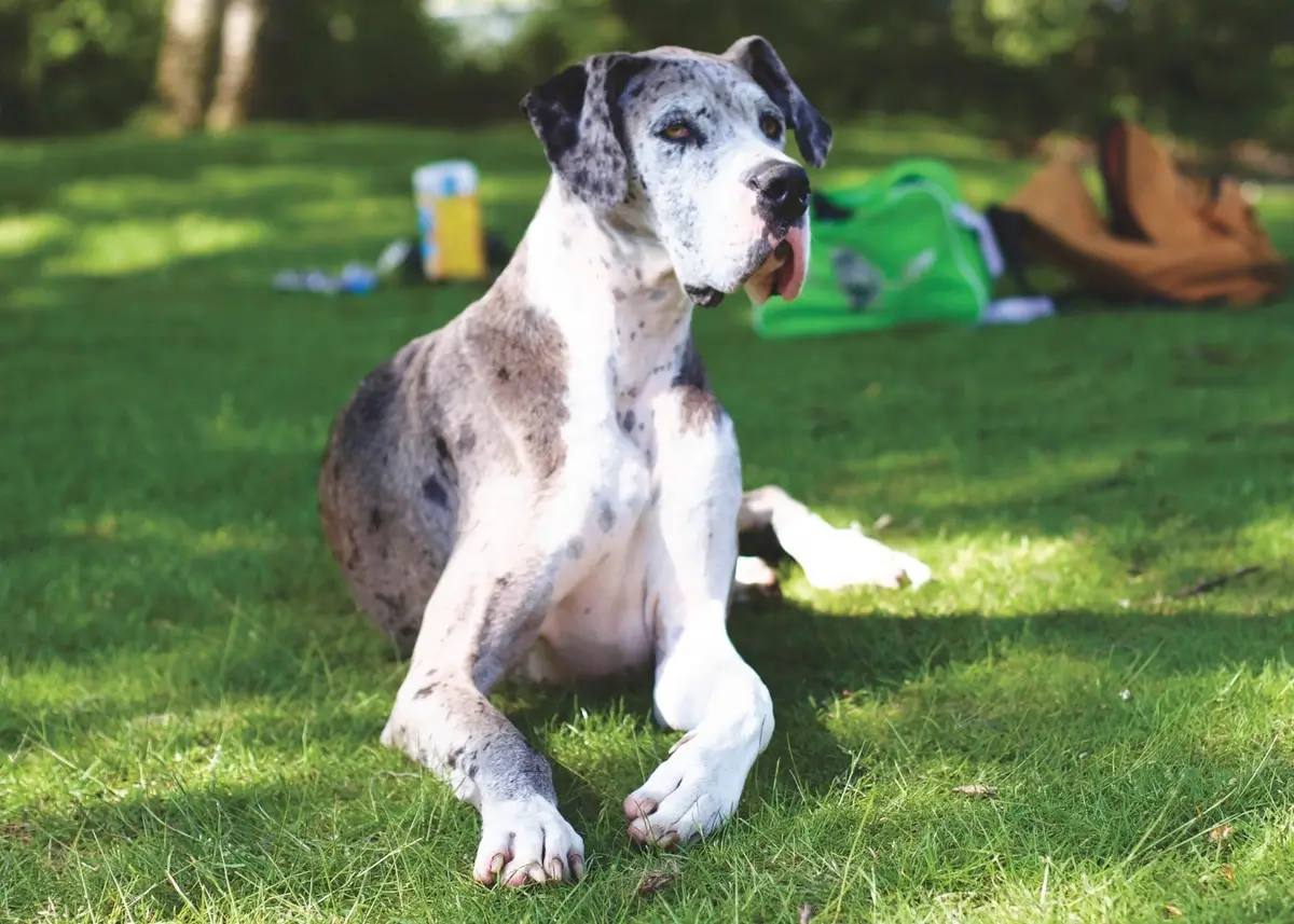 greatdane (1).webp