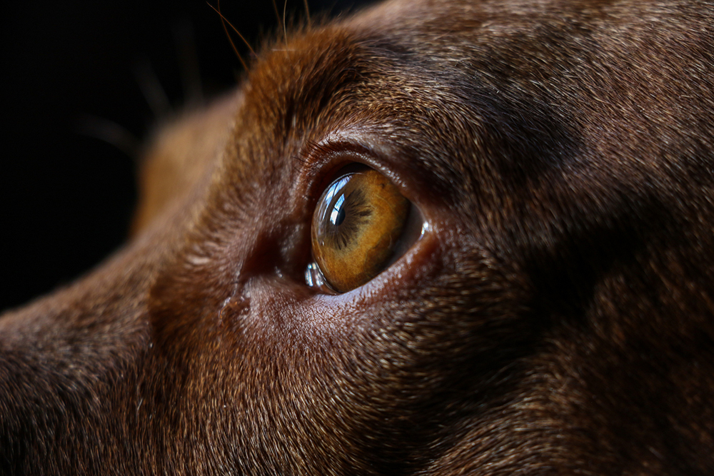 how do you know if your dog has an eye infection
