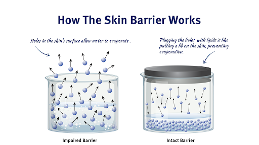 How the skin barrier works