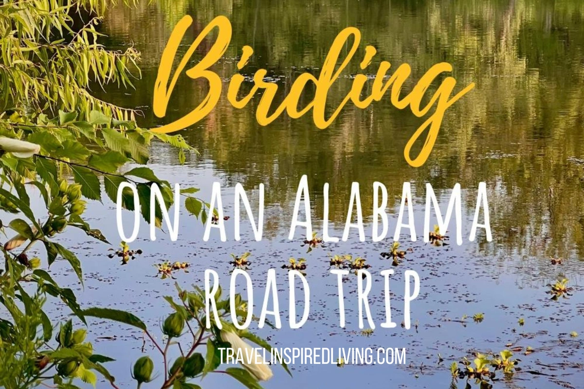 Birding on an Alabama road trip