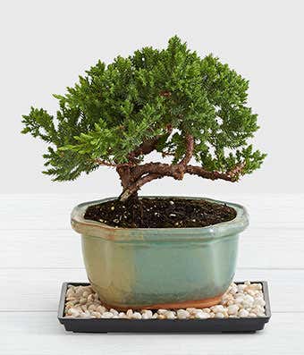 How To Care For A Bonsai Tree Plant
