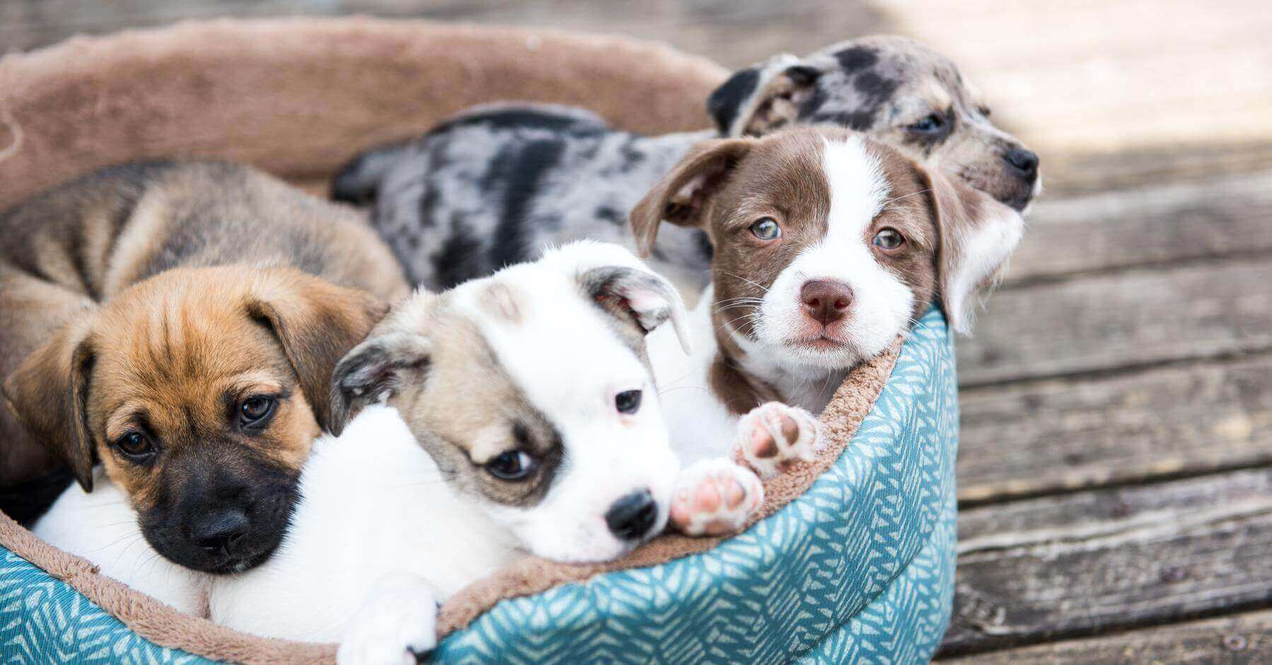 Four different-colored puppies resting in one dog bed