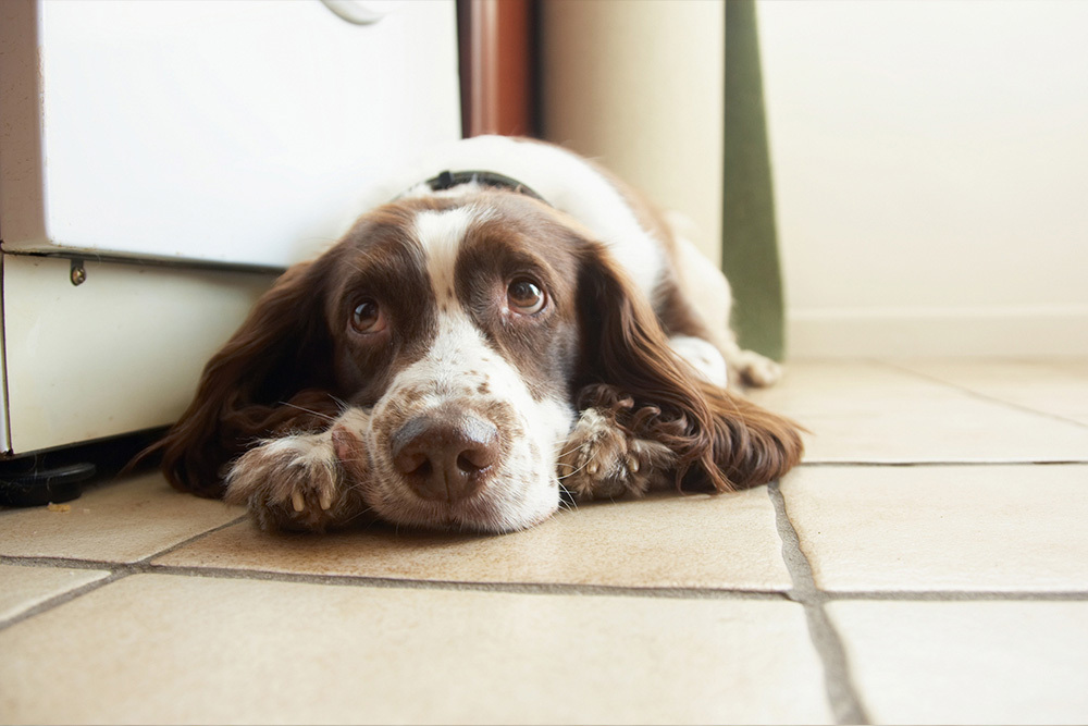 Dog throwing outlet up kibble