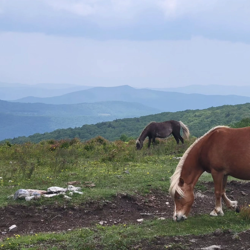 Grayson Highlands 2.webp