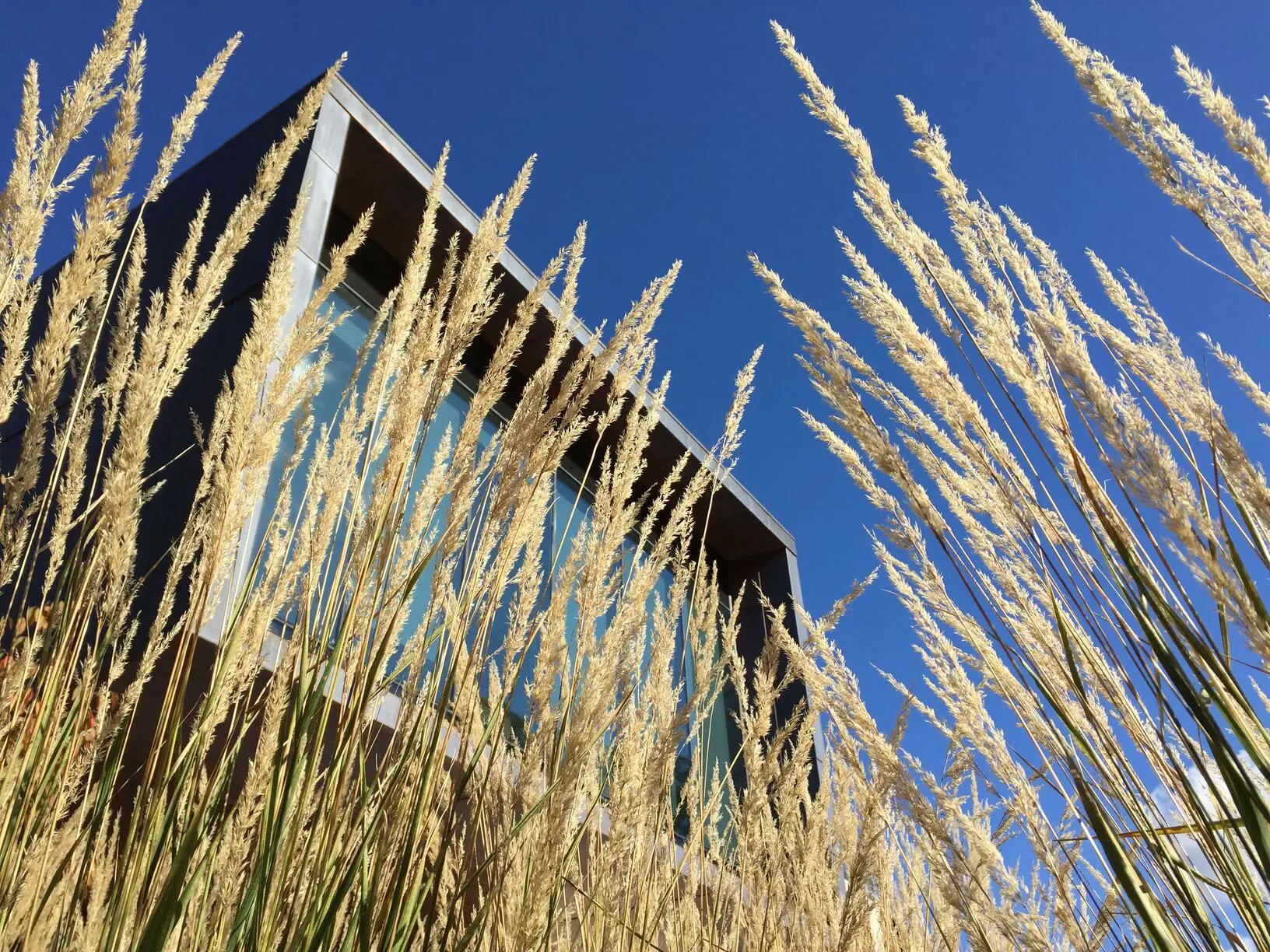 Modern house shown between wheat