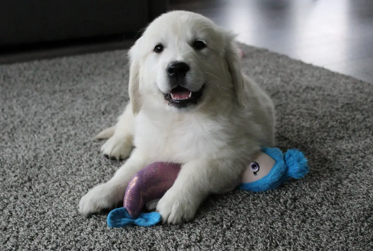 oswaldpuppy (1).webp