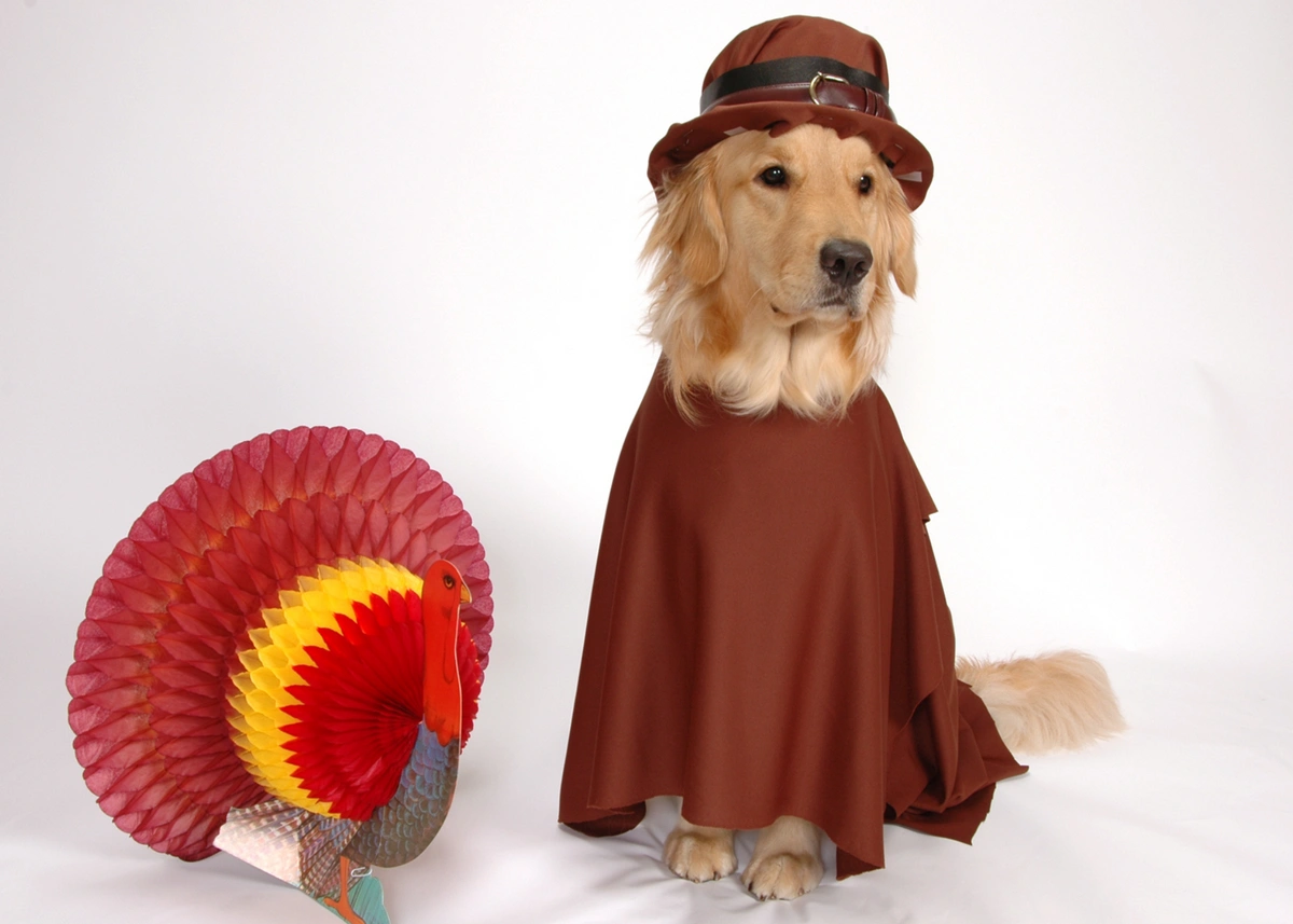 A Golden Retriever dressed as a pilgrim sits next to a paper turkey