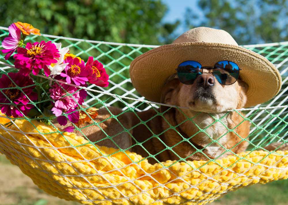 A dog wearing a hat and sunglasses lounges next to flowers on a hammock