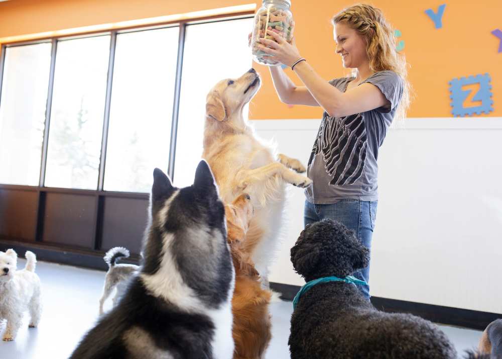 a dog jumps up to get treats at doggy day care