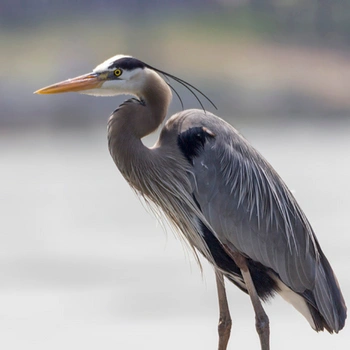 Alabama Birds Great Blue Heron