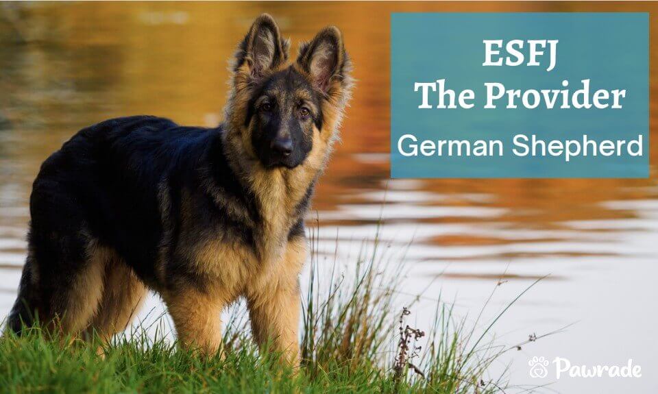 ESFJ German (1).jpg