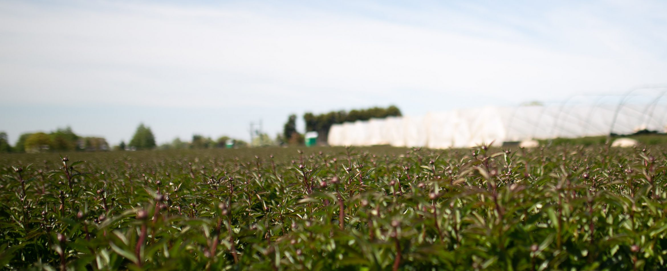 Fresh Flowers Subscription Service Freddie’s Flowers UK