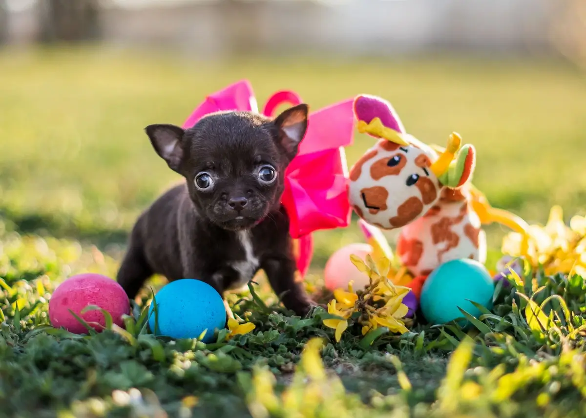 puppybasket.cover (1).webp