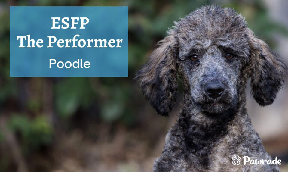 ESFP Performer Poodle (1).jpg