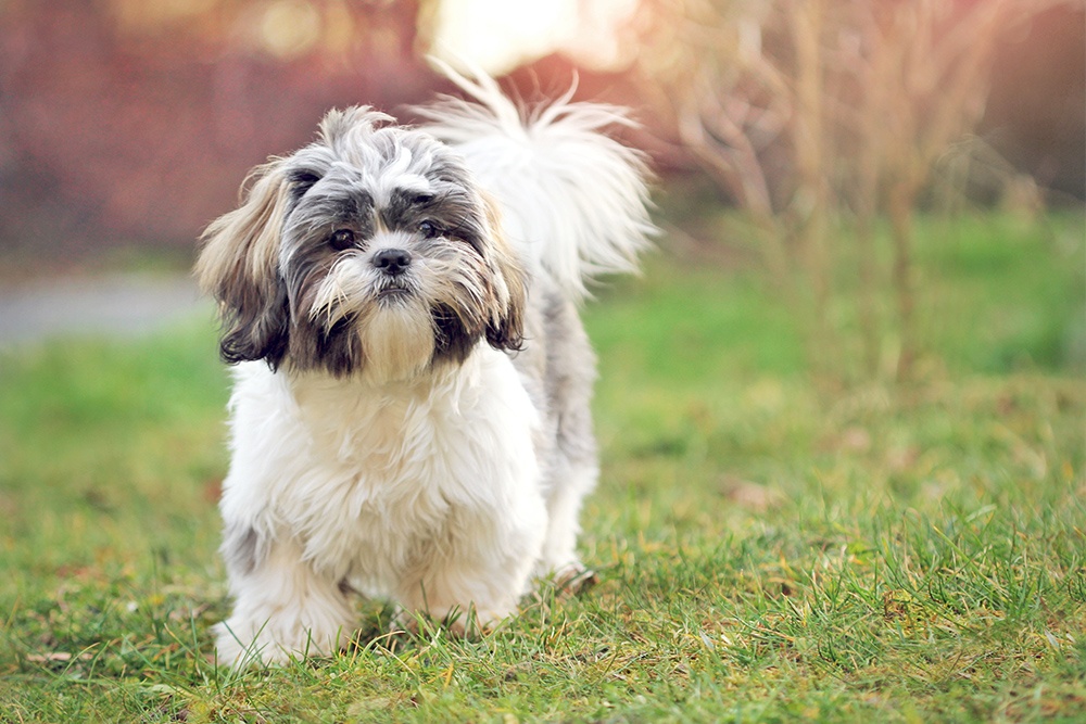 Shih-Tzu with Skin Allergies - Nom Nom