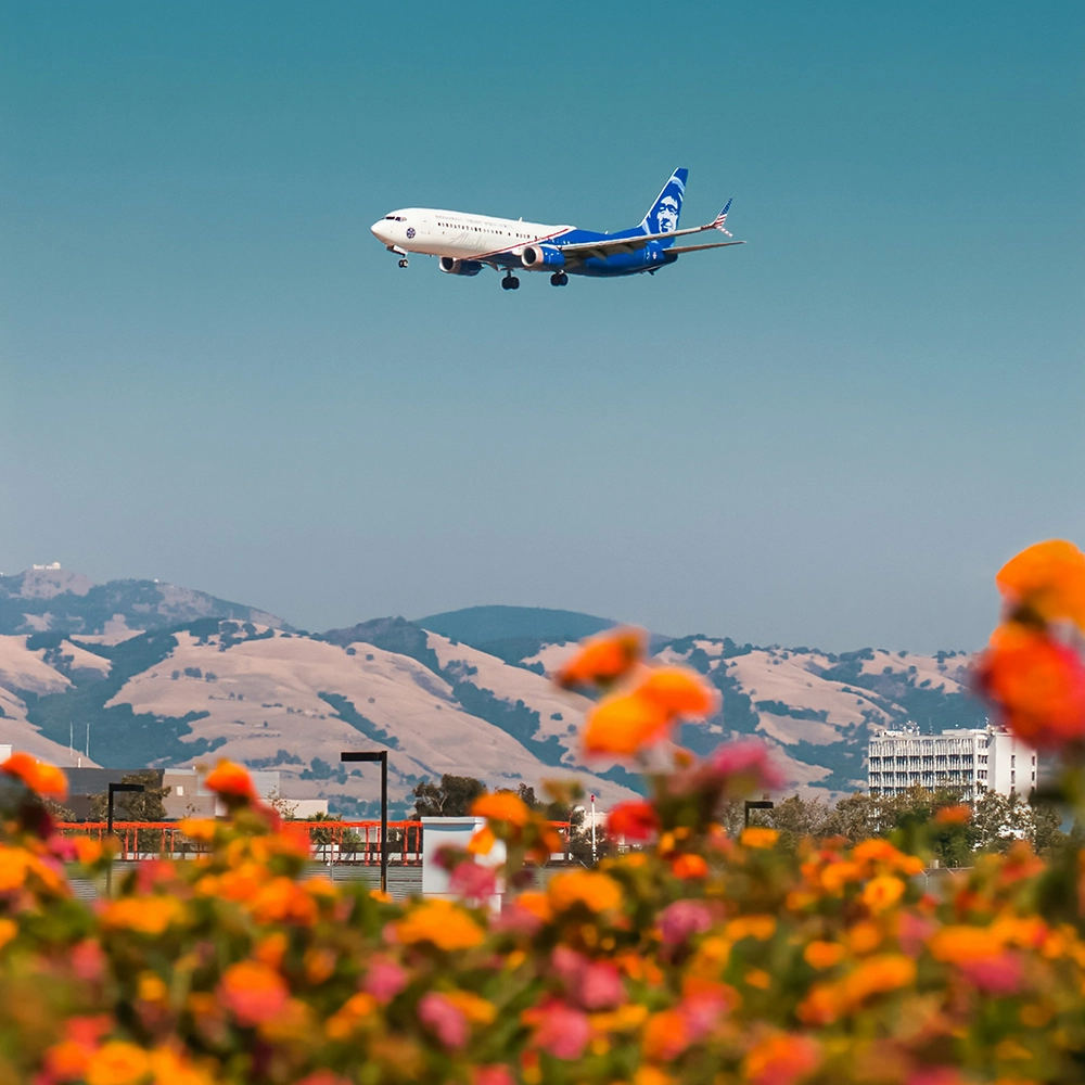 Plane flying over a field of flowers.webp