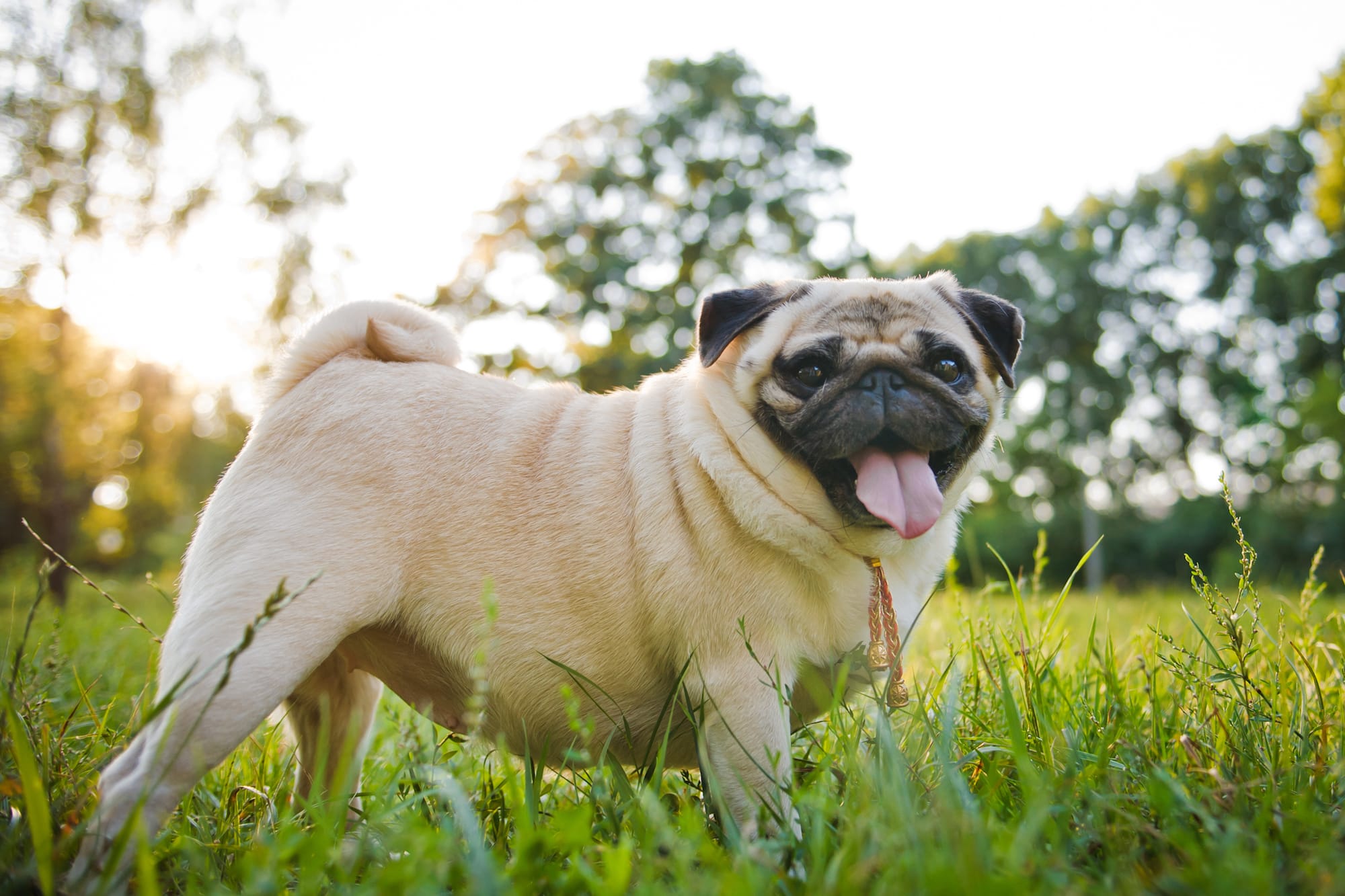 Dog Weight Management: Gaining and Losing Pounds Safely - Nom Nom