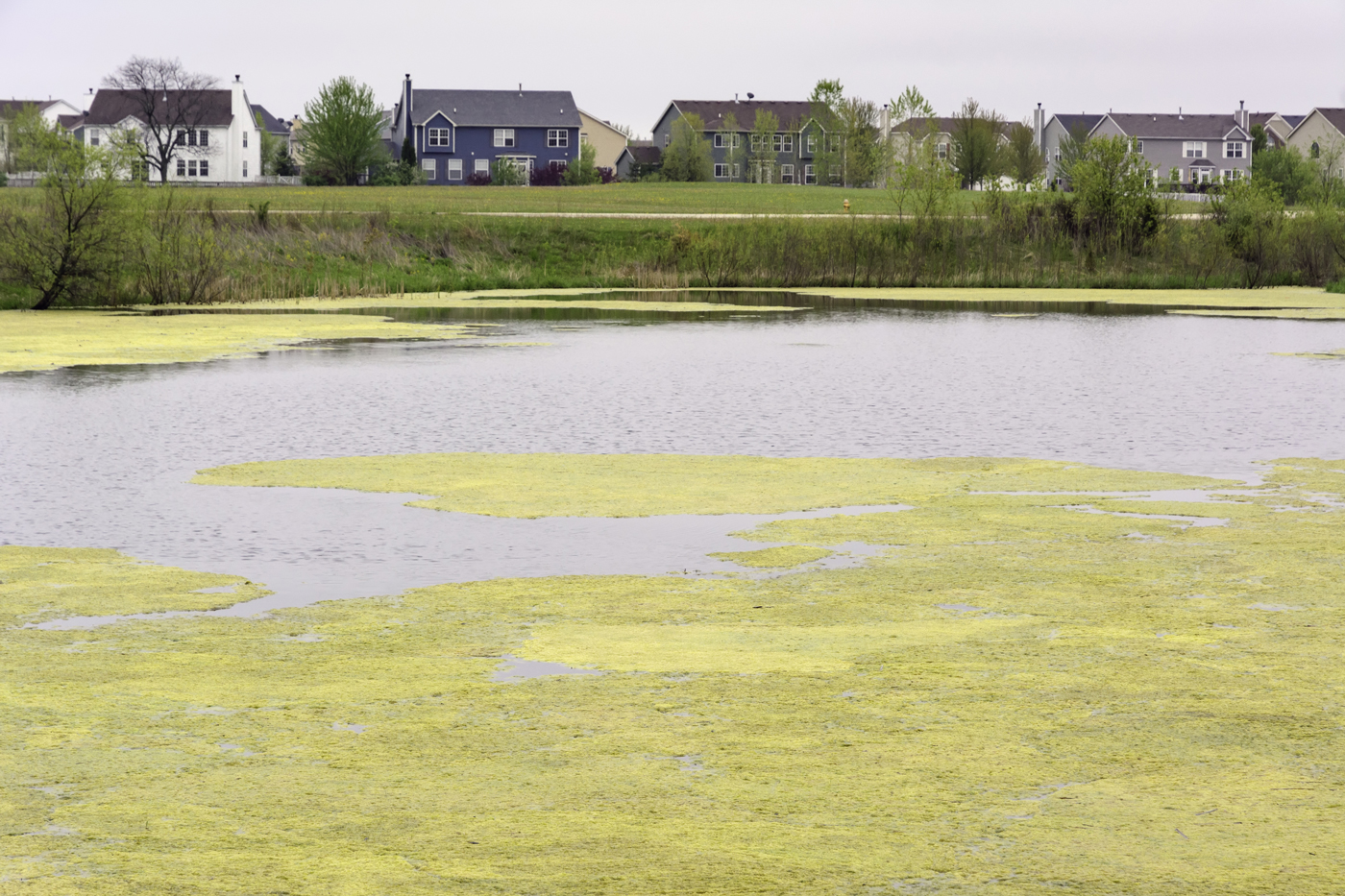 green roof nutrient runoff: pond with too much nutrients