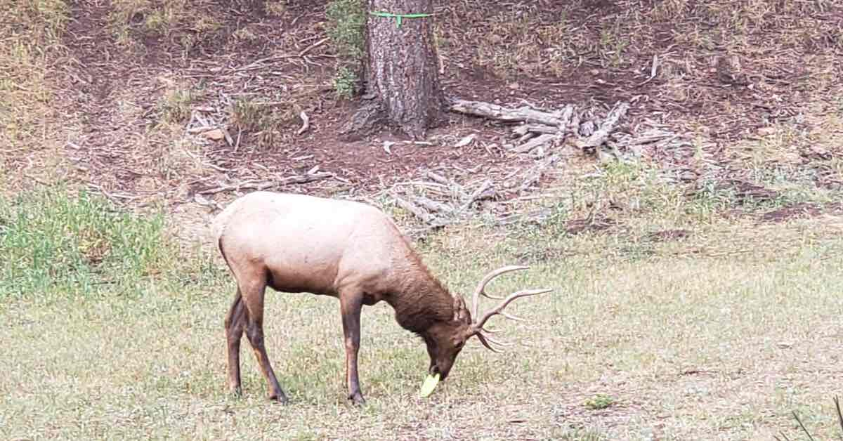 An elk with a disc golf disc in its mouth