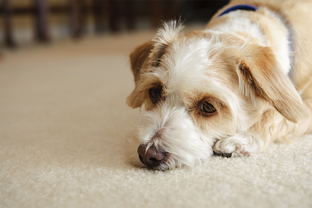 My dog throws up after outlet eating