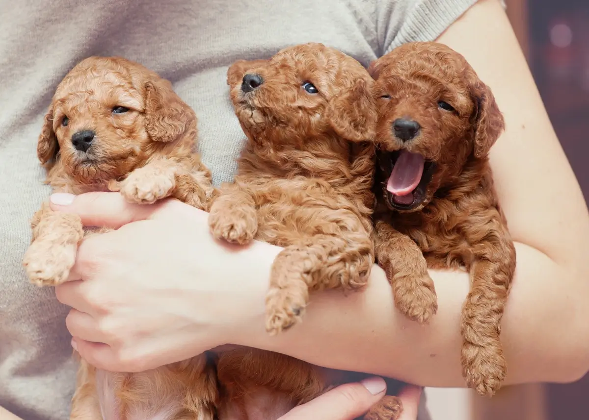 toy.poodle.babies (1).webp