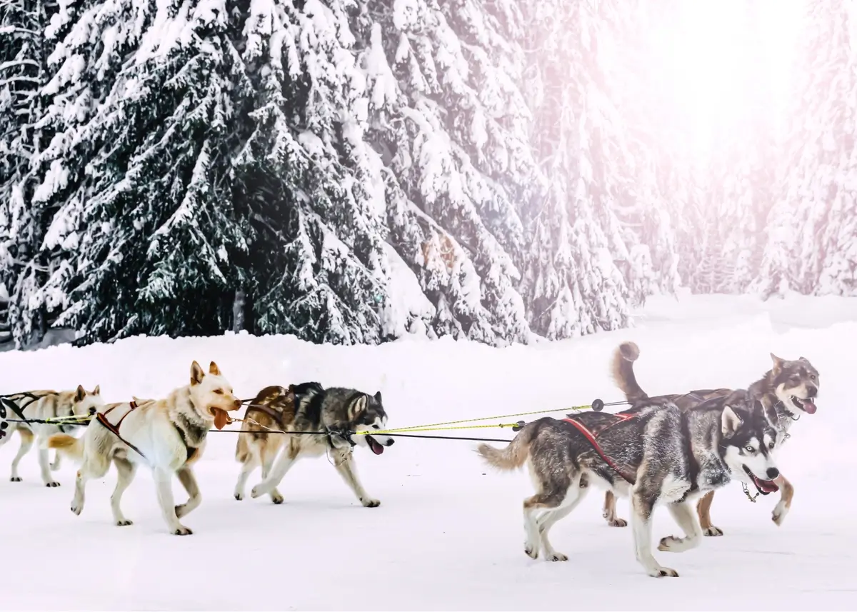 A team of Siberian Huskies pull a sled