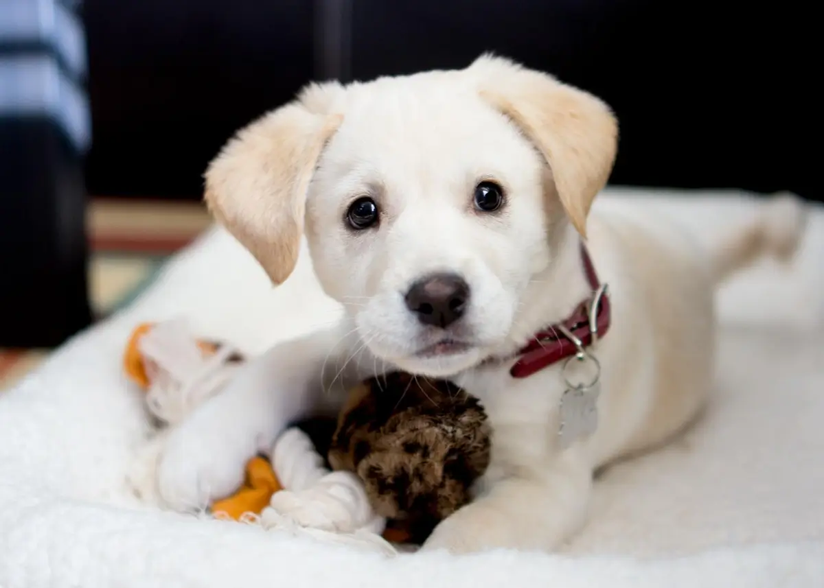 An adorable yellow puppy lies on a dog bed with toys