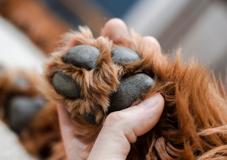 How to Identify Common Dog Paw Issues