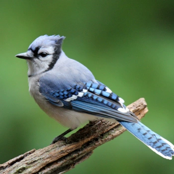 Alabama Birds Blue Jay