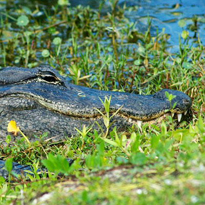 Everglades gator by Bill Hart.