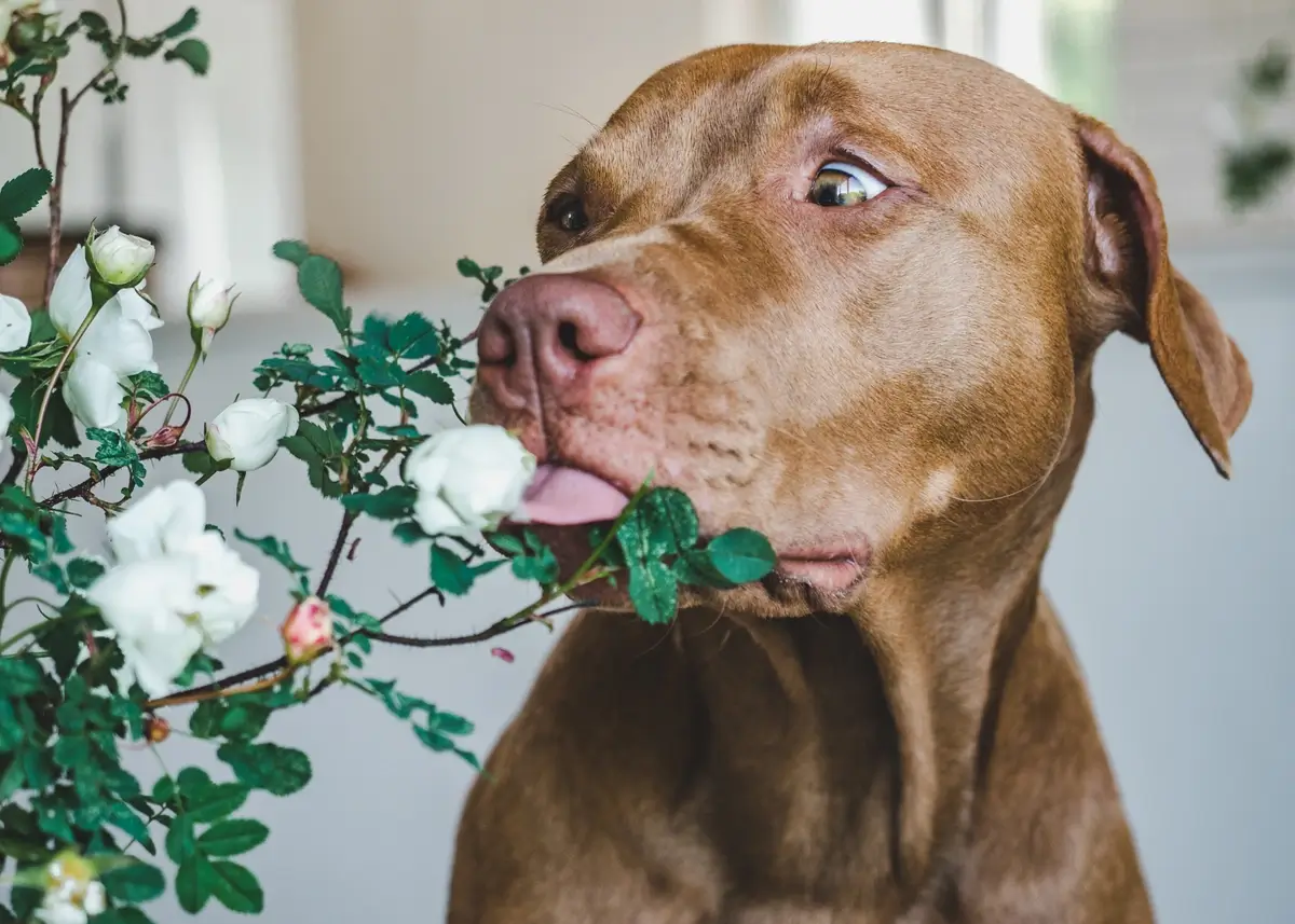 A dog licks a white flower growing on a green bush