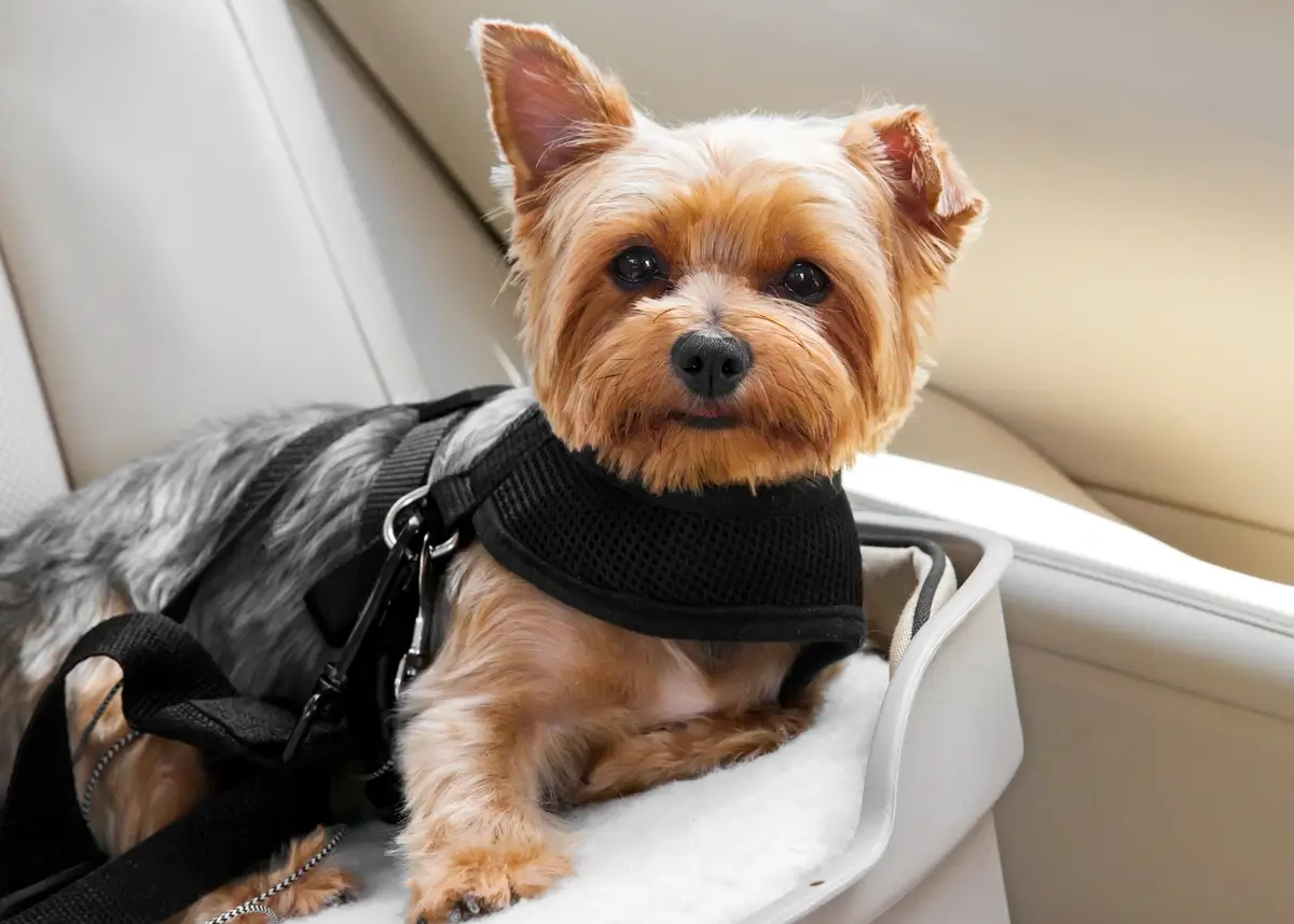 A Yorkshire Terrier in a car harness