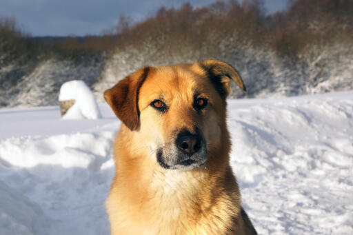 chinook-dog-in-the-snow.jpeg