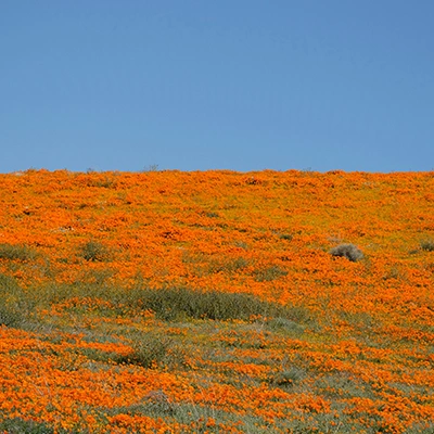 super bloom