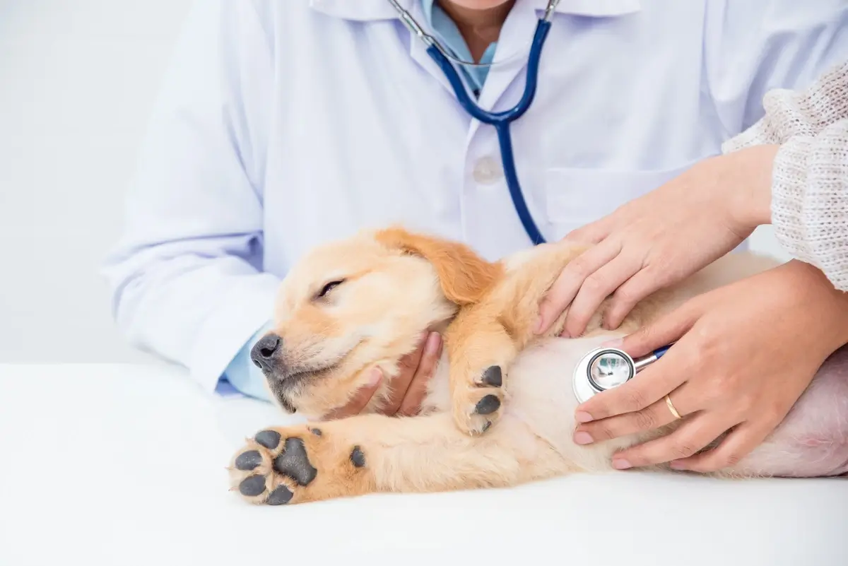 Choosing the Best Veterinarian For Your Puppy