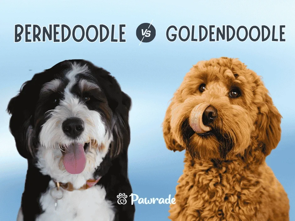 Pawrade branded side by side comparison of a tricolor Bernedoodle and golden Goldendoodle