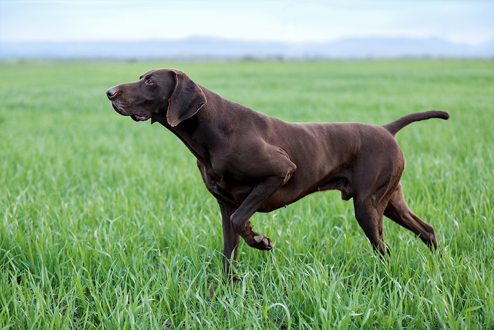 German shorthaired pointer store hypoallergenic