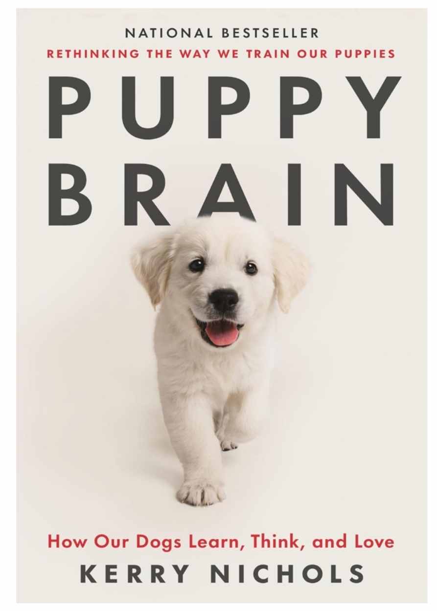puppybrain.jpg