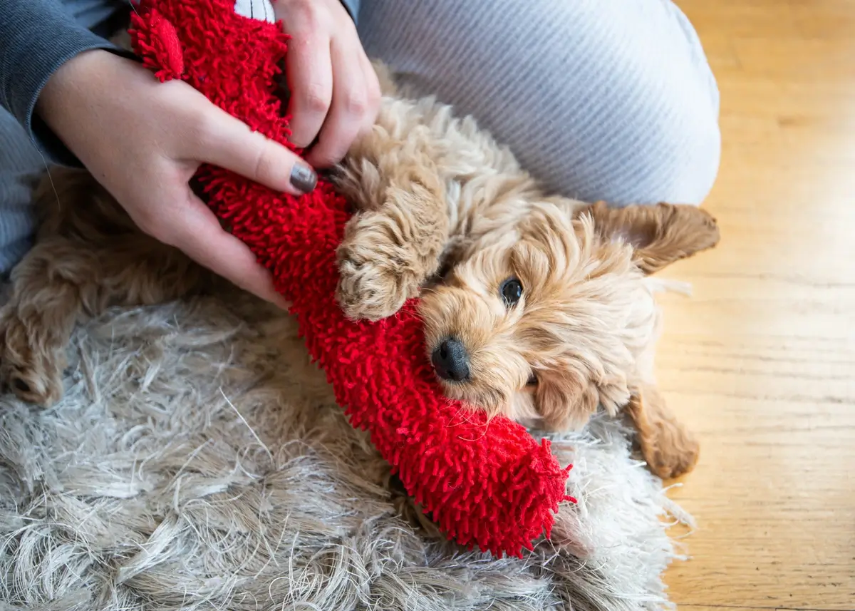 A small curly-haired puppy plays with a furry red toy
