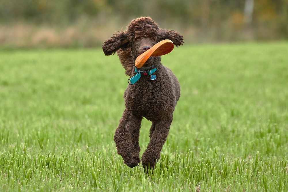 are standard poodles guard dogs