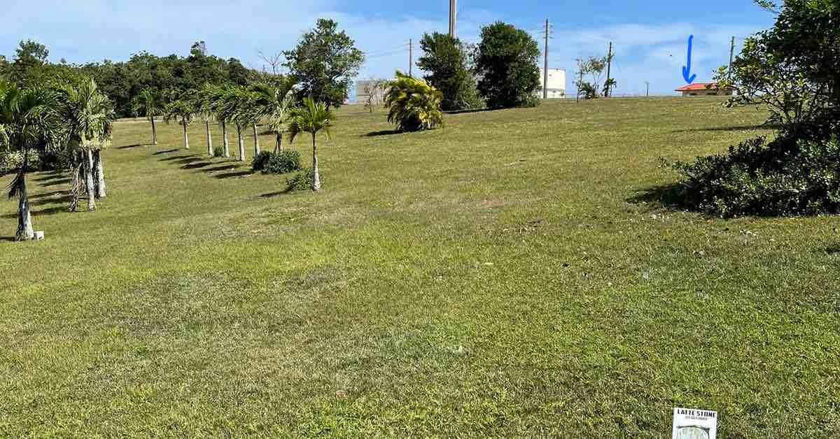 Grassy area with palm trees
