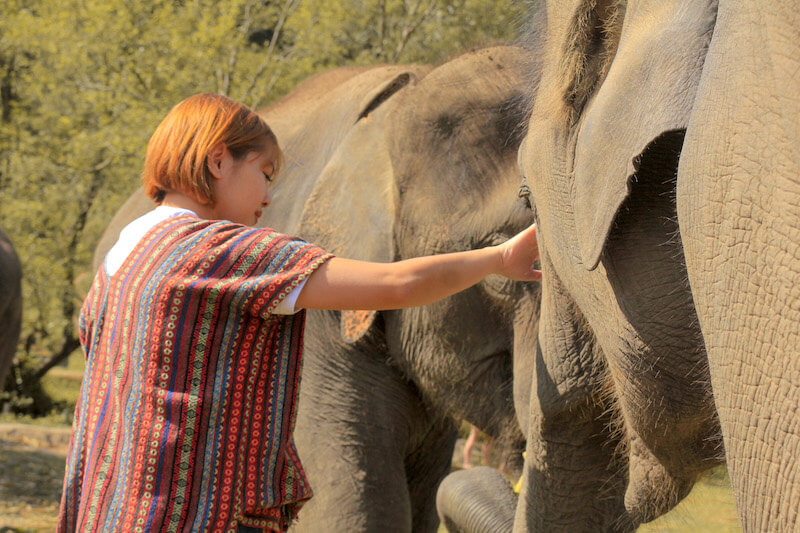 elephant_sanctuary_dream.JPG