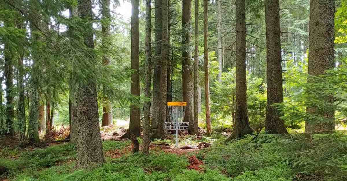 A disc golf basket in green woods