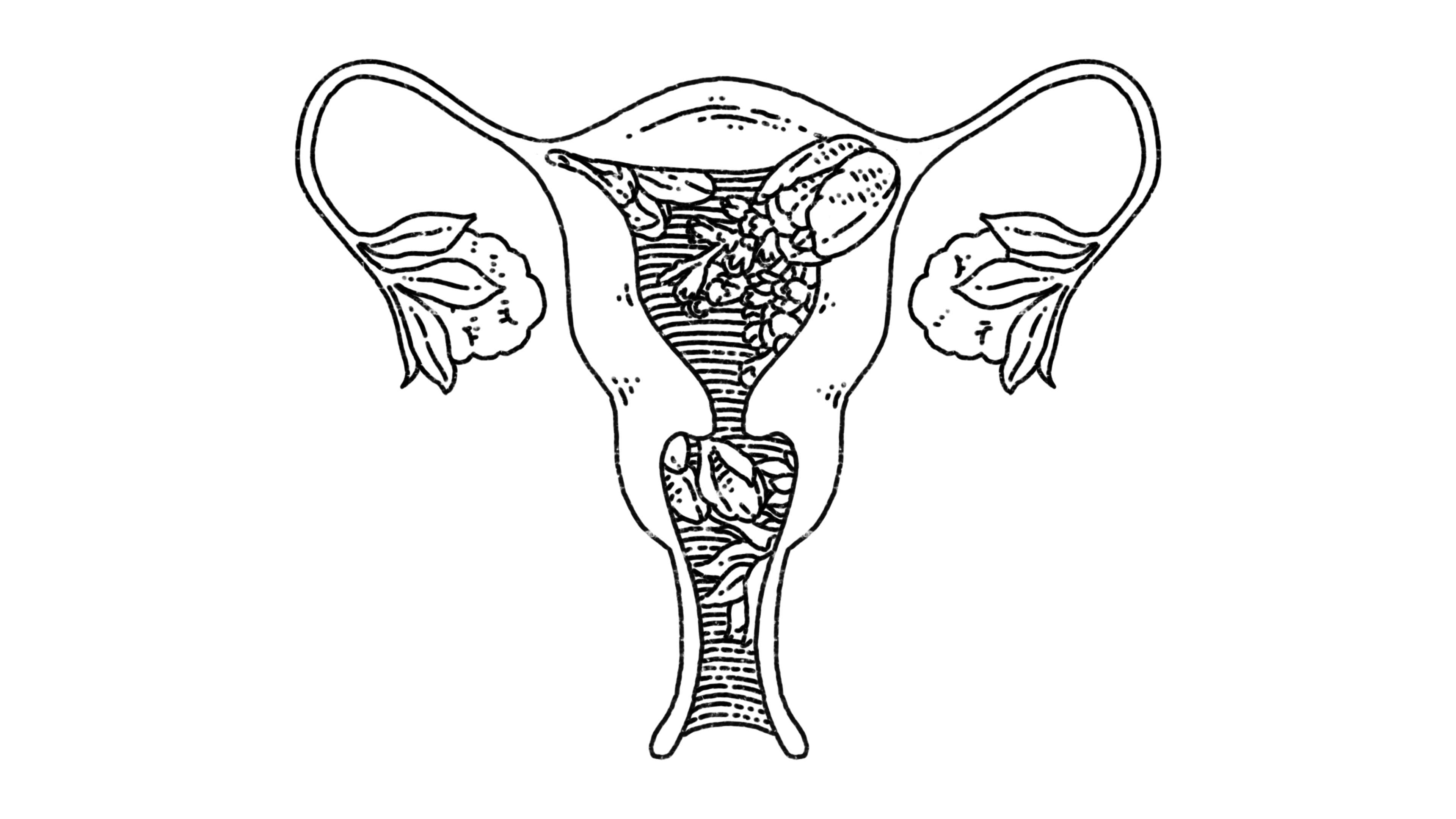 a reproductive system of someone assigned female at birth with flowers blooming inside