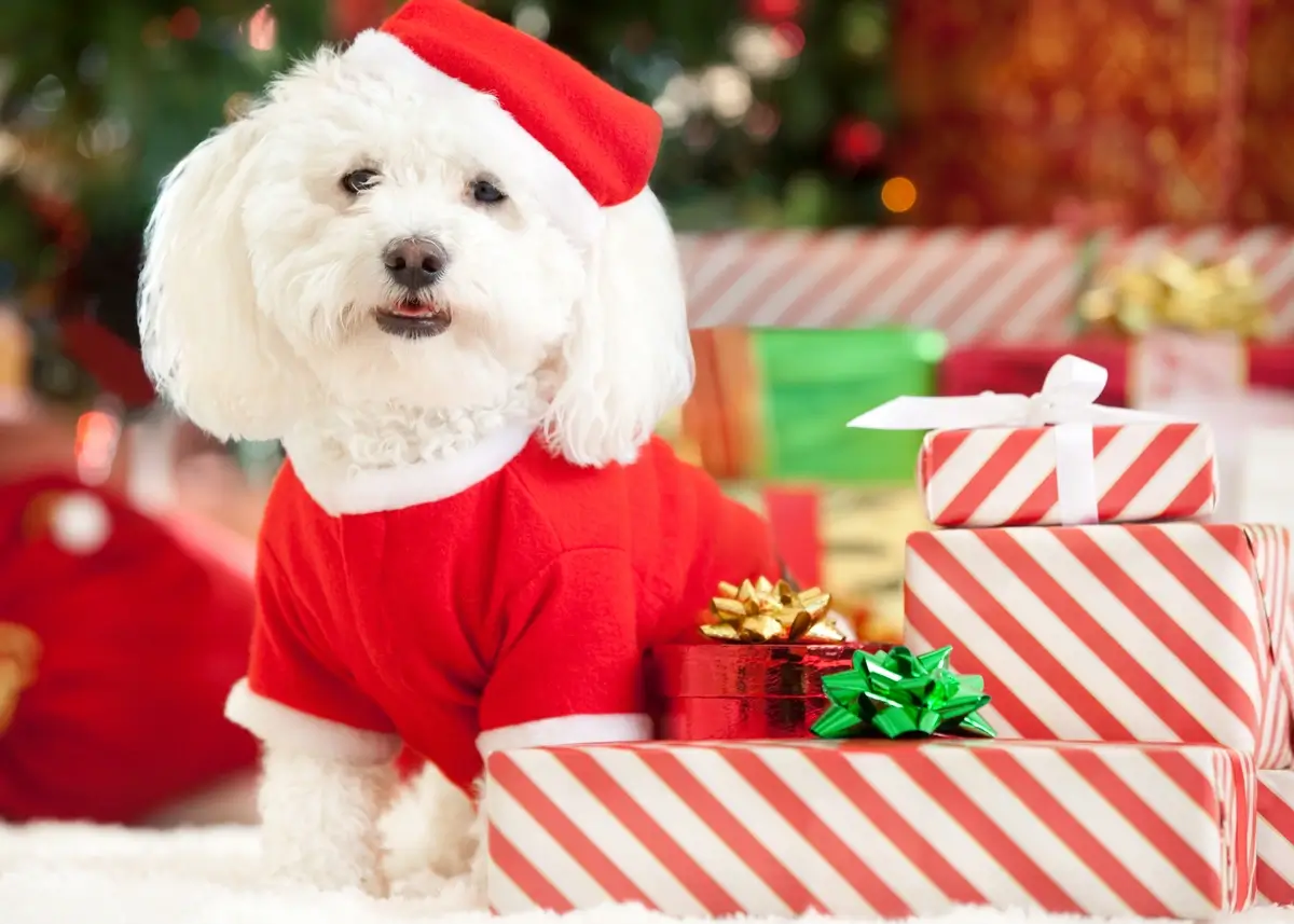 a white dog in a Santa suit posing next to wrapped presents
