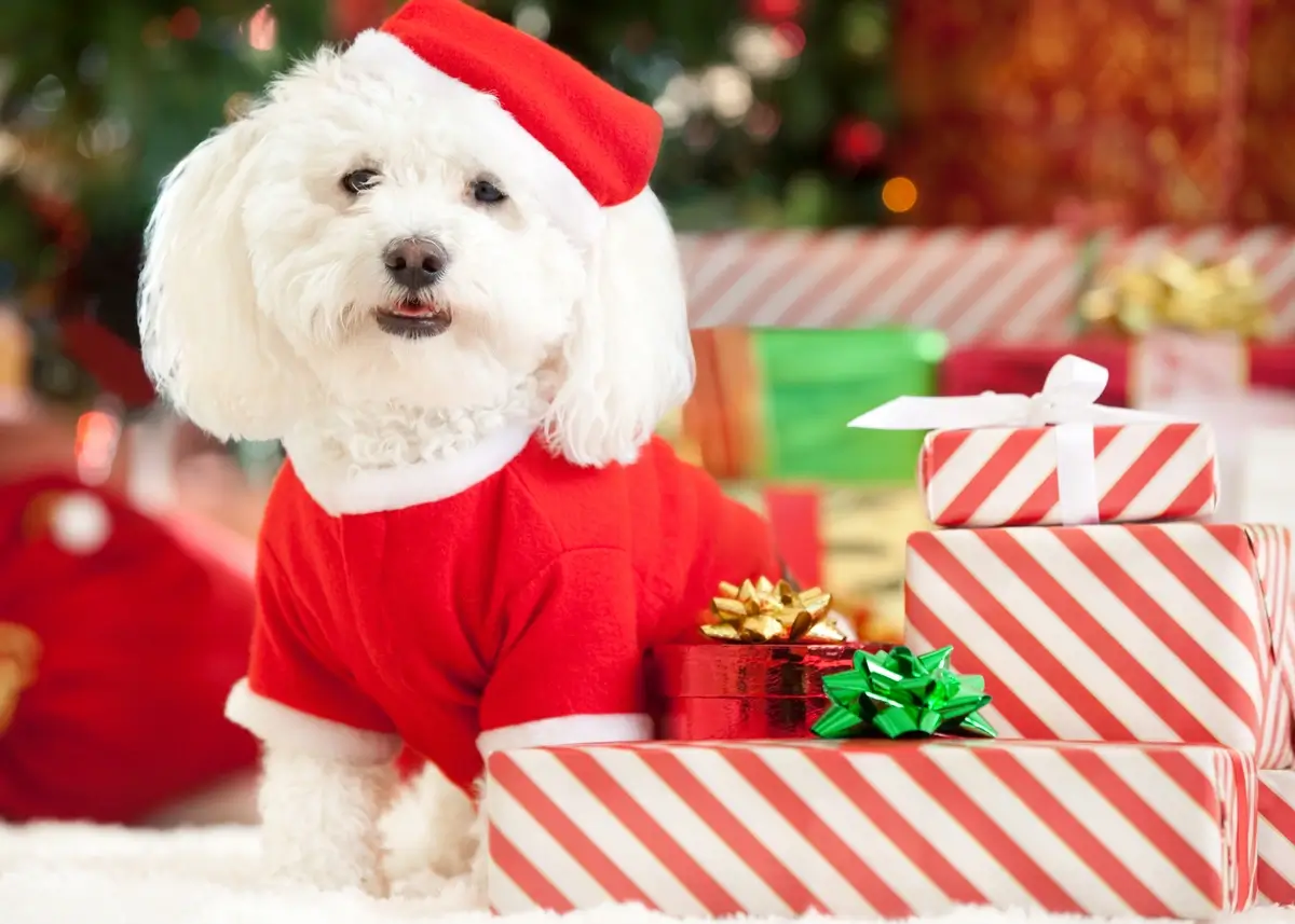 Puppy's first best sale christmas sweater