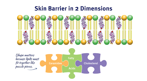 Skin barrier in 2 dimensions