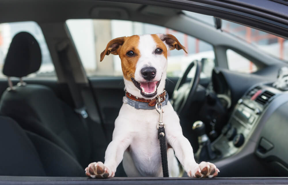 online car title loans for pets 
