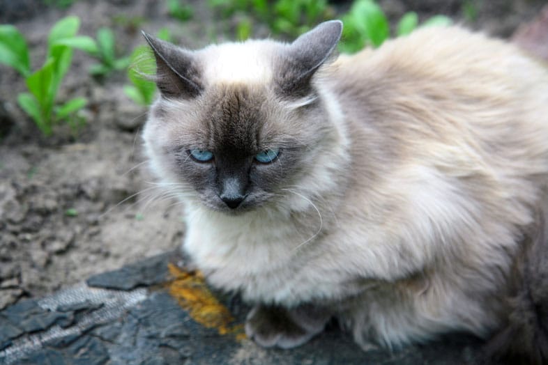 The Best Cats for People with Allergies